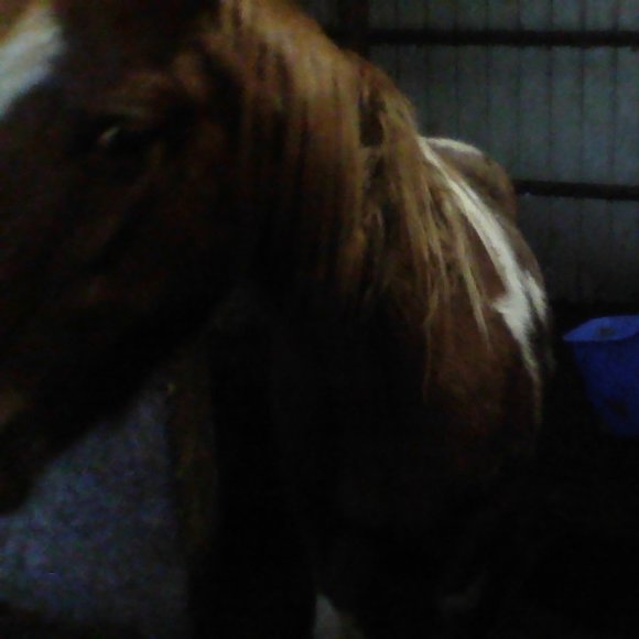 All the ponies! - Picture 7 of 8